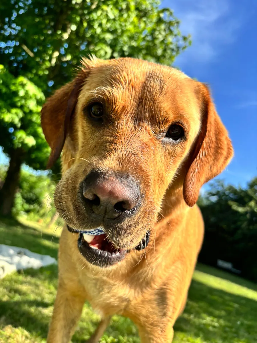Henry the Labrador looking attentively in the garden
